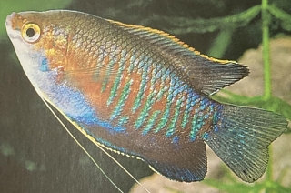 Un colisa labiosa mâle ou trichogaster
labiosa ou encore gourami à grosses lèvres.